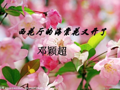 《西花厅的海棠花又开了》课件
