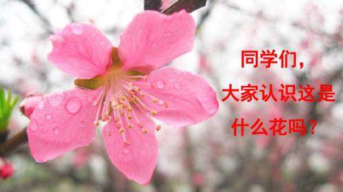 3桃花心木 人教版语文六年级下册 精品名师公开课课件