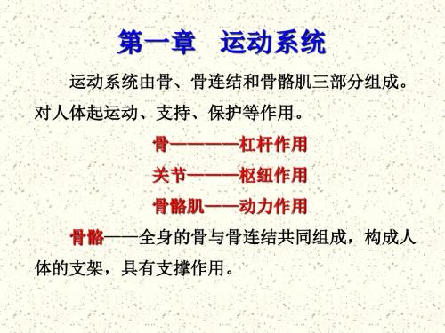 一章运动系统