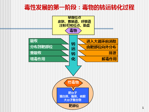 毒作用影响因素