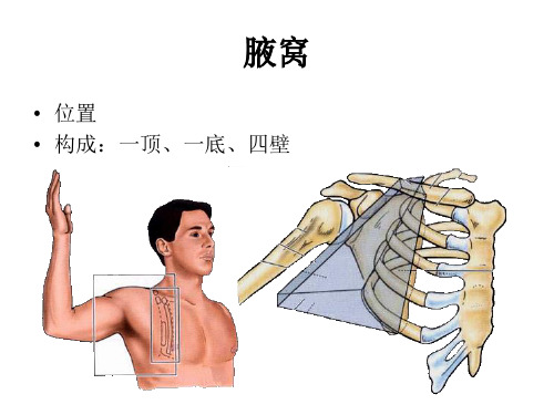 局部解剖学课件：3腋窝