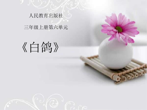 小学音乐_白鸽教学课件设计