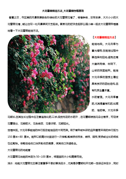 大花蔷薇栽培方法_大花蔷薇种植基地