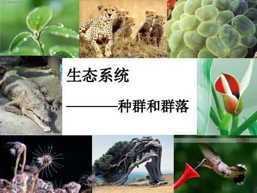 华师大版七年级科学下册 第五章 5.1 种群和群落 课件 (共14张PPT)