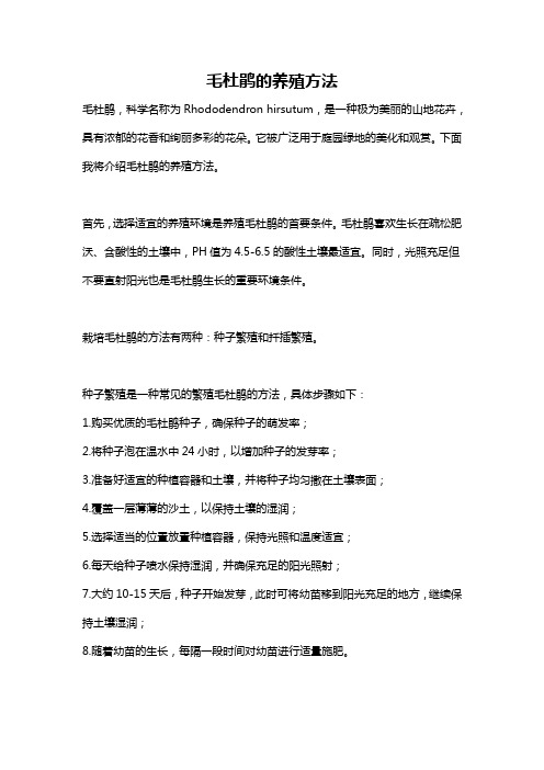 毛杜鹃的养殖方法