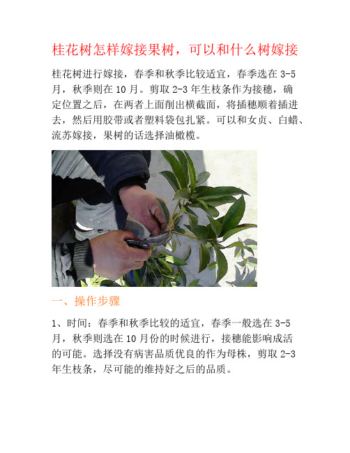 桂花树怎样嫁接果树,可以和什么树嫁接