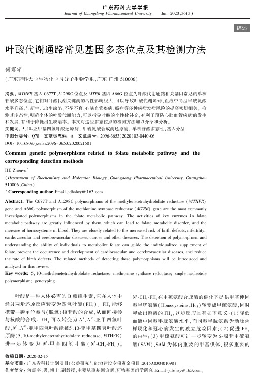 叶酸代谢通路常见基因多态位点及其检测方法