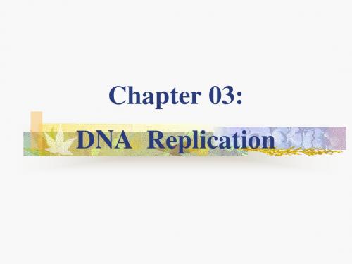 大学分子生物学经典双语课件C3： DNA replication