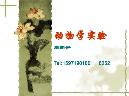 4.水螅 --腔肠动物