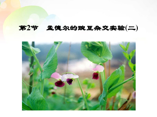 孟德尔的豌豆杂交实验二人教版高中生物必修二教学课件