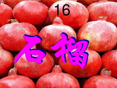 16石榴课件ppt