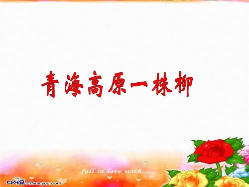 苏教版小学六上《青海高原一株柳》ppt课件