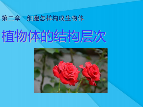 植物体的结构层次PPT课件24 人教版优秀课件
