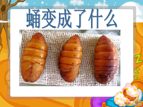 三年级下册科学——《蛹变成了什么》PPT课件