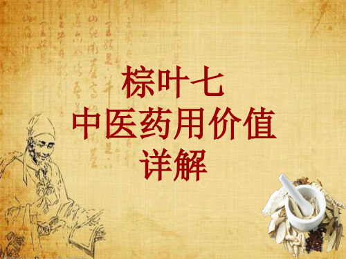 中药学_棕叶七_药材详解课件模板