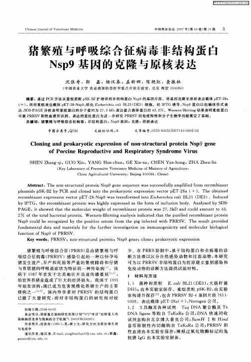 猪繁殖与呼吸综合征病毒非结构蛋白Nsp9基因的克隆与原核表达