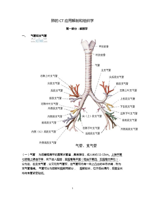 肺解剖