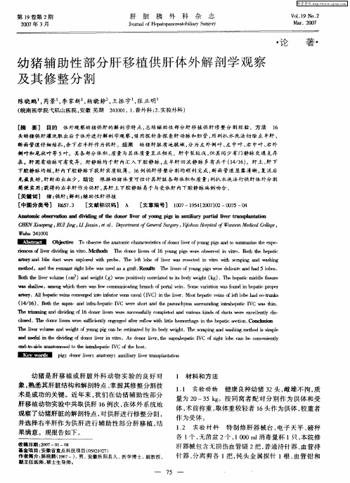 幼猪辅助性部分肝移植供肝体外解剖学观察及其修整分割