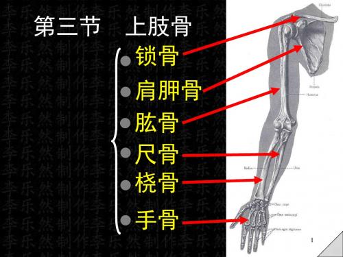 上肢骨及连接ppt课件