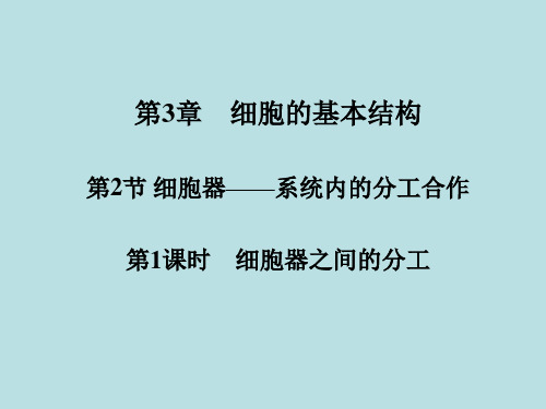 高中生物复习 细胞器之间的分工