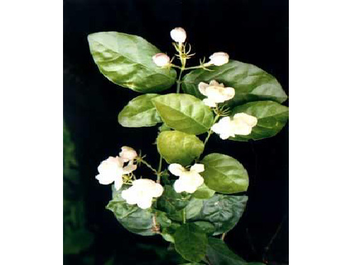 2茉莉花