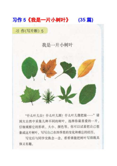 湘教版三年级下册习作5《我是一片小树叶》范文(计35篇)