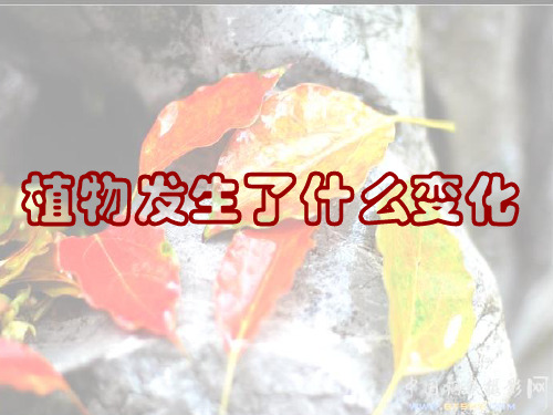 教科版小学科学《植物发生了什么变化》课件