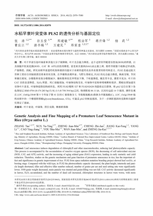 水稻早衰叶突变体PLS2的遗传分析与基因定位