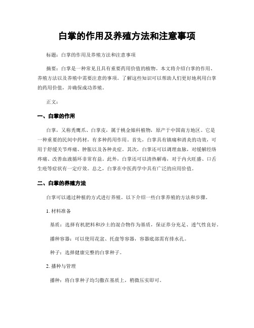 白掌的作用及养殖方法和注意事项