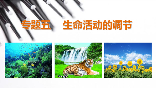 2019高考生物二轮课件专题53植物的激素调节