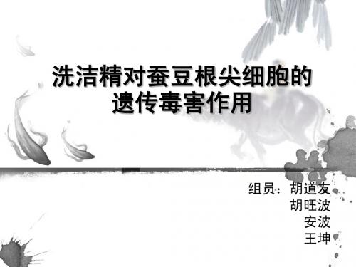 洗洁精对蚕豆根尖细胞的遗传毒害作用