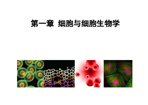 1+细胞+细胞生物学