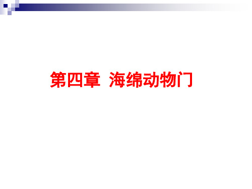 第五章 海绵动物门