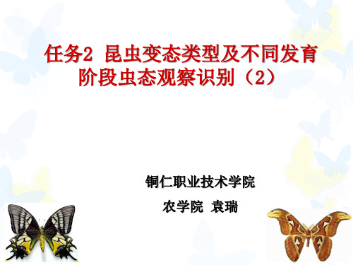 任务2 昆虫变态类型及不同发育阶段虫态观察识别(2)
