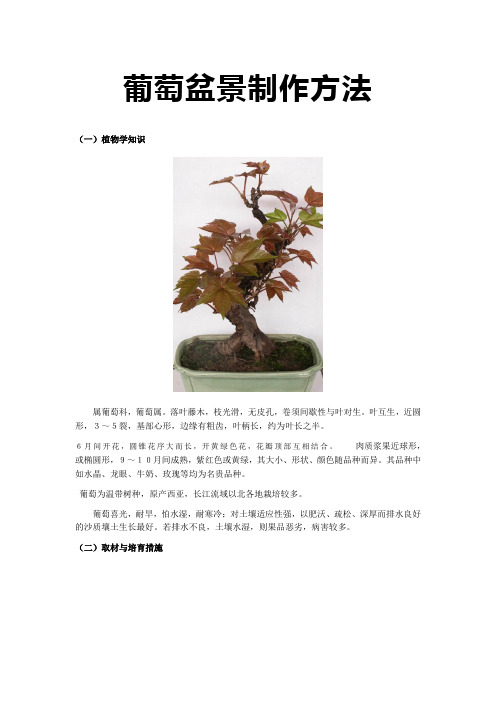 葡萄盆景制作方法