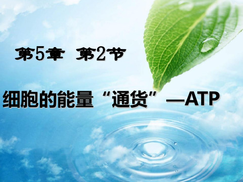 高中生物必修一第五章第二节细胞的能量“通货”——ATP课件(共33张PPT)