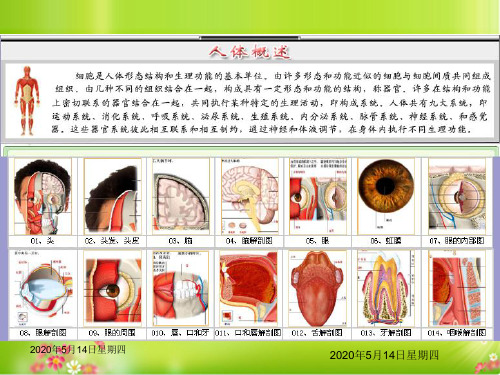 人体结构解剖图