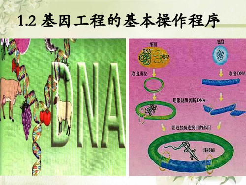 基因工程的基本操作程序1.2