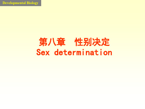 发育生物学性别鉴定 PPT课件