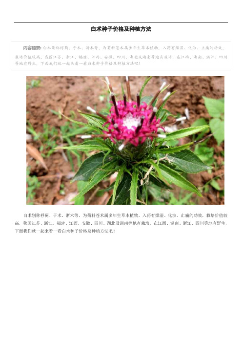 白术种子价格及种植方法
