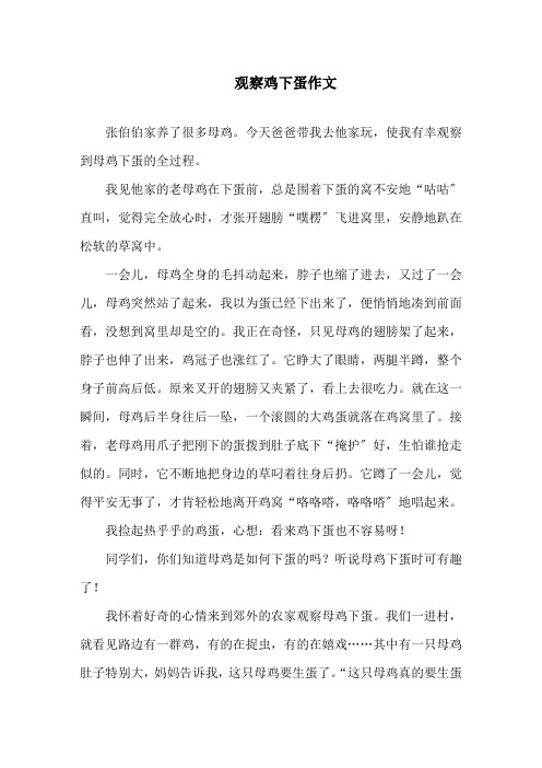 观察鸡下蛋作文精选