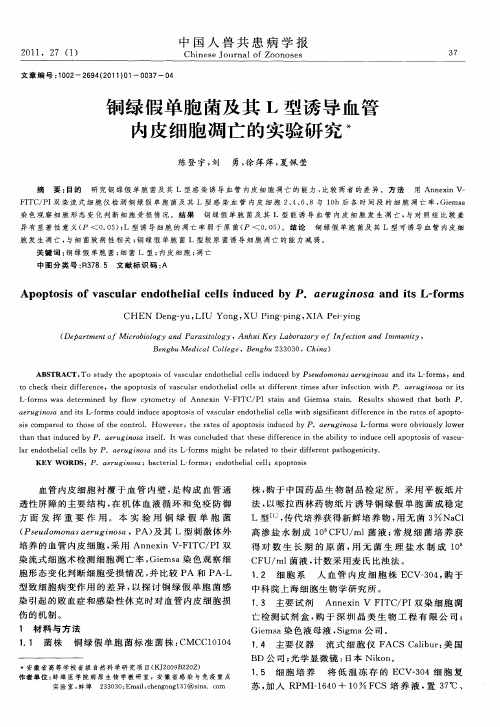 铜绿假单胞菌及其L型诱导血管内皮细胞凋亡的实验研究