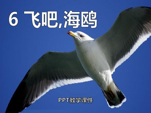 语文三下《飞吧,海鸥》