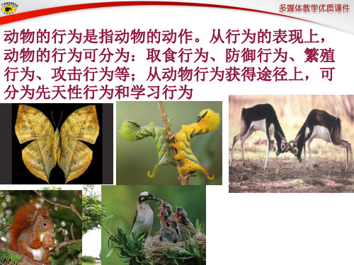 第二节  先天性行为和学习行为