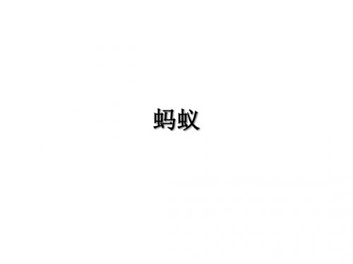 小学科学蚂蚁