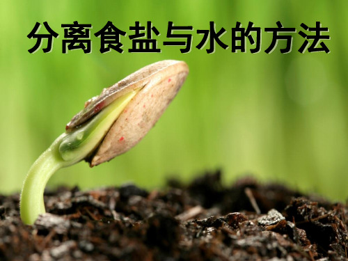 四年级上册科学课件分离食盐与水的方法 教科版 (共10页)PPT