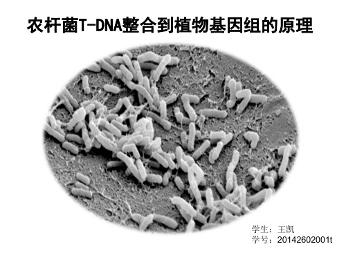 农杆菌T-DNA整合到植物基因组的原理