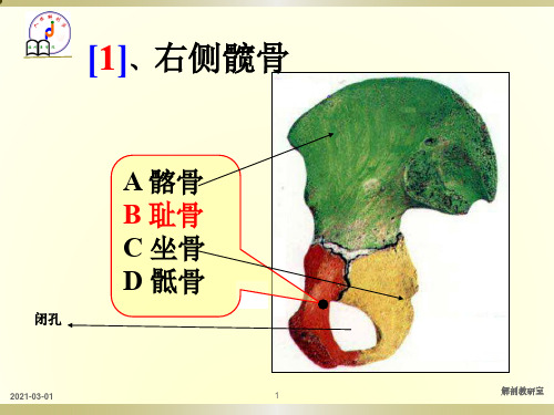 《系统解剖学》系统解剖学实验复习题库