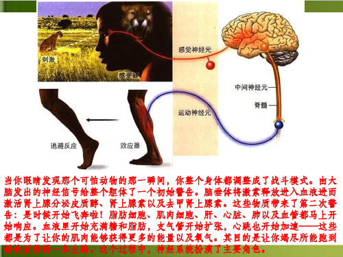【浙教版教材】神经调节精品ppt2
