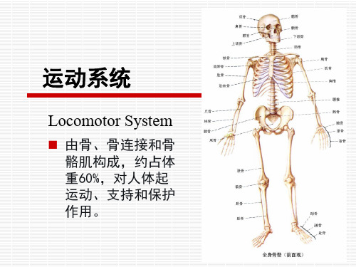 正常人体结构 解剖 运动系统